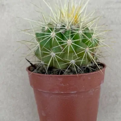 Echinocactus Grusonii