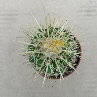 Echinocactus Grusonii