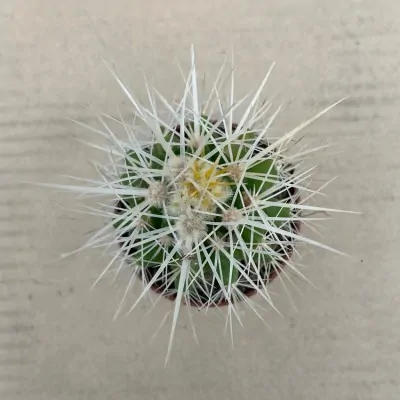 Echinocactus Grusonii v....