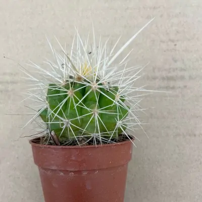 Echinocactus Grusonii v....