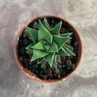 Haworthia Cassytha