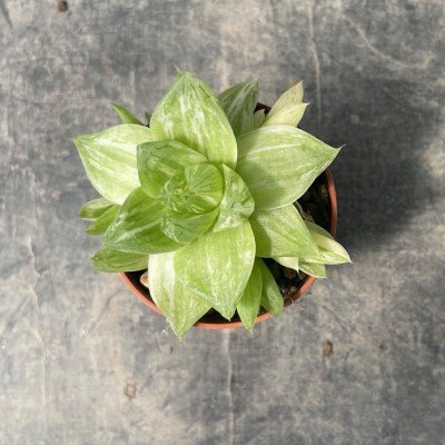 Haworthia Cymbiformis...