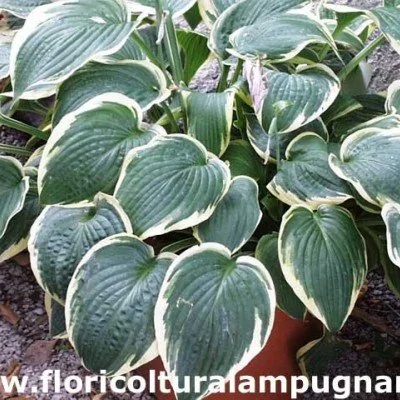 Hosta Fringe Benefit