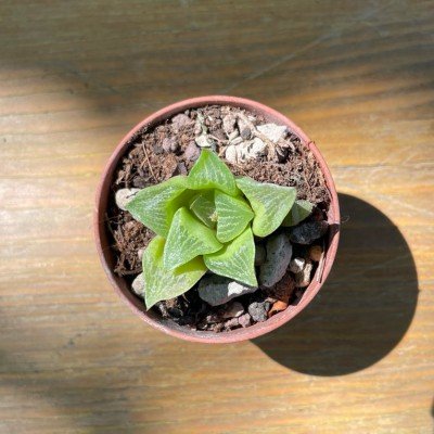 copy of Haworthia Cymbiformis