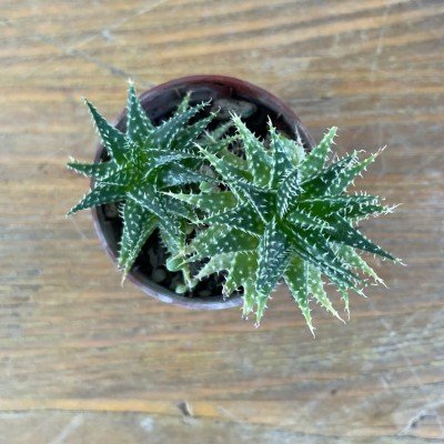 copy of Haworthia Cymbiformis