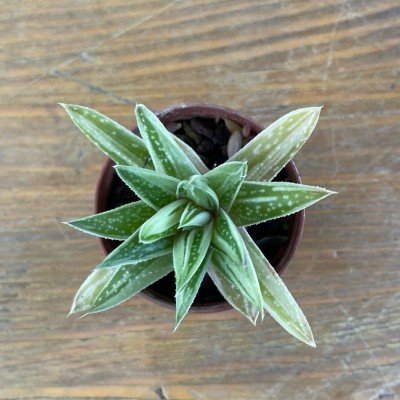 copy of Haworthia Cymbiformis