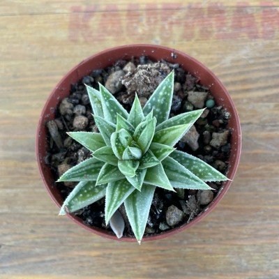 copy of Haworthia Cymbiformis