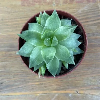 Haworthia minima...