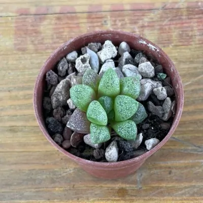 copy of Haworthia Cymbiformis