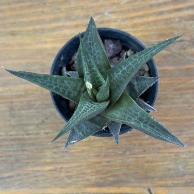 Haworthia tessellata...