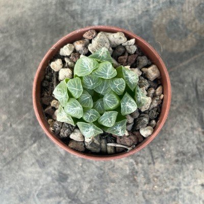 Haworthia cooperi filifera