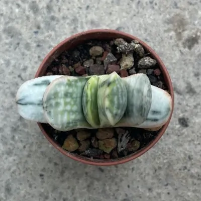 Gasteria Satu-satu no  Matsu