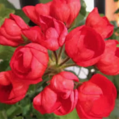 Pelargonium Charles