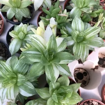 Haworthia Cymbiformis variegata cm. 10