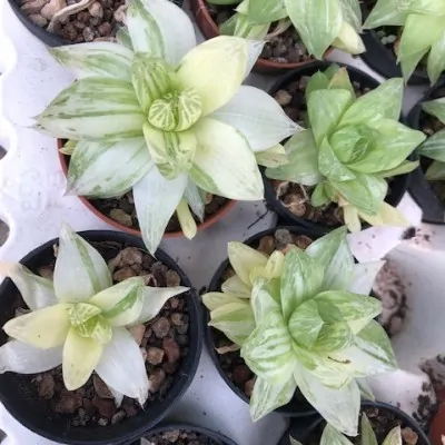 Haworthia Cymbiformis variegata cm. 10