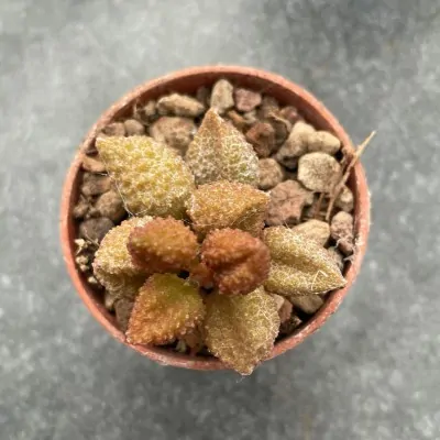 ADROMISCHUS MARIANIAE...