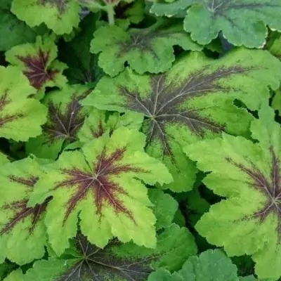 Heucherella tatoo