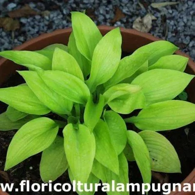 Hosta Little Aurora