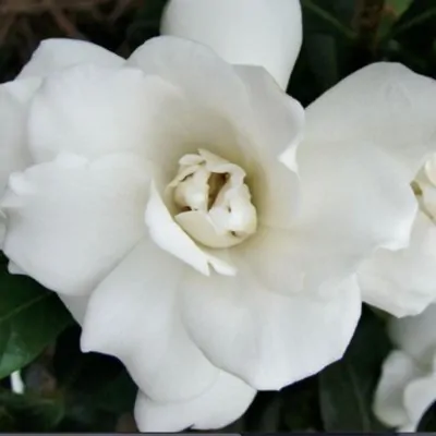 Gardenia Jasmonoides Double...