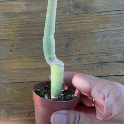 Ceropegia dichotoma