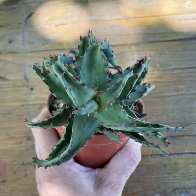 Aloe Castillonae