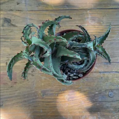 Aloe Castillonae