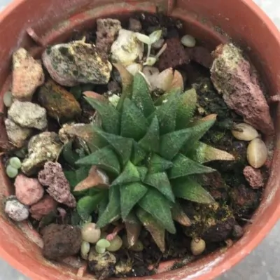 haworthia parkisiana