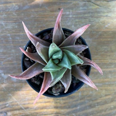 Haworthia starkiana