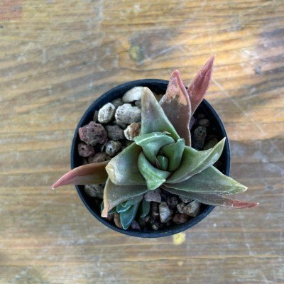 Haworthia starkiana