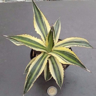 agave lophanta quadricolor