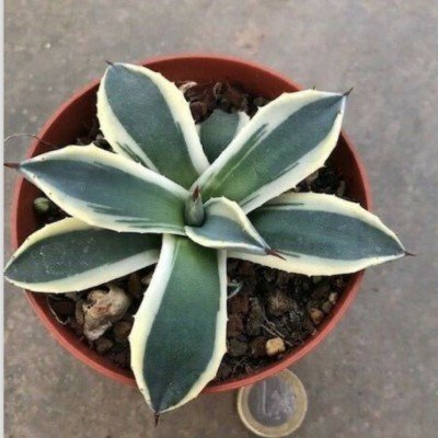 AGAVE PARRYI CREAM SPIKE