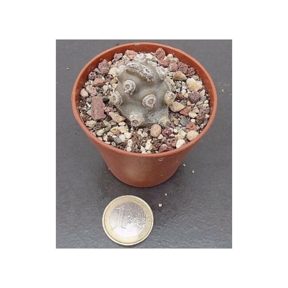 Tephrocactus molinensis Nobbly