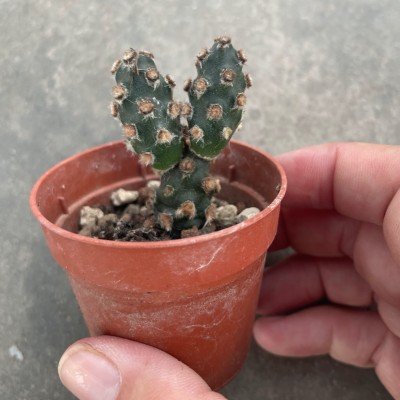 Tephrocactus molinensis Nobbly