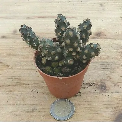 Tephrocactus molinensis Nobbly