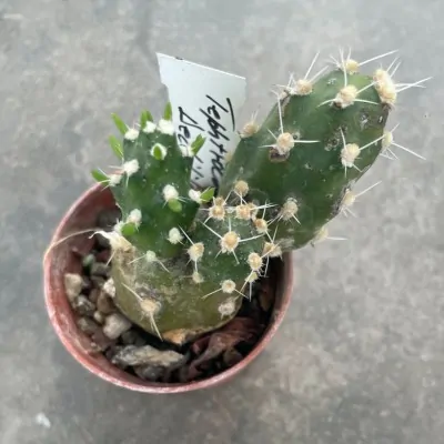 copy of Tephrocactus...