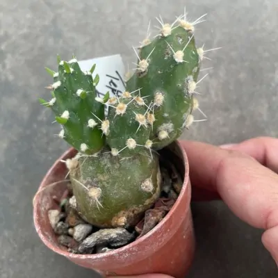 copy of Tephrocactus...