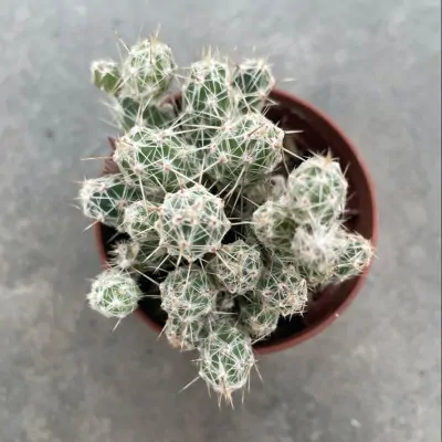 copy of Tephrocactus...