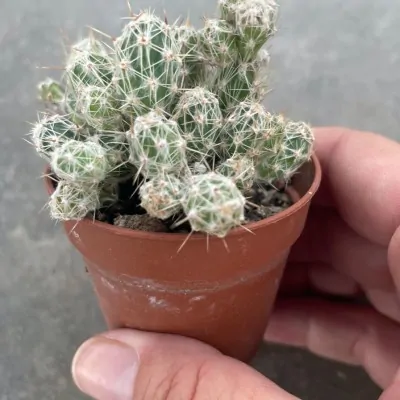 tephrocactus lagopus astrogyl