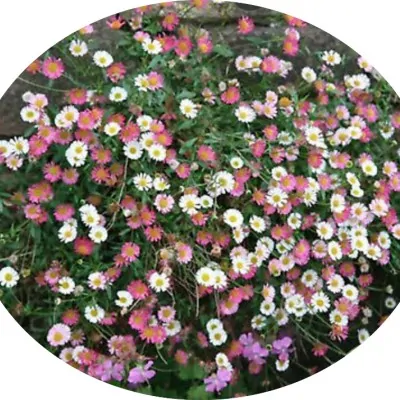 Erigeron karvinskianus