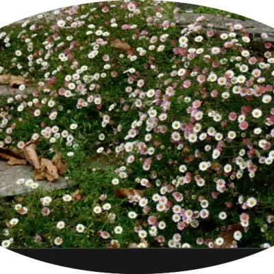 Erigeron karvinskianus