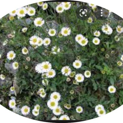 Erigeron karvinskianus