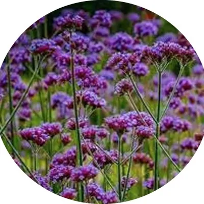 Verbena bonariensis...