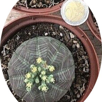 Euphorbia Obesa cm.6/7 foto...