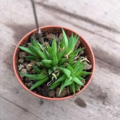 Haworthia chloracantha