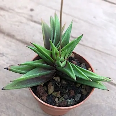 Haworthia viscosa x starkiana