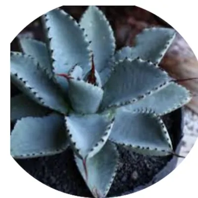 Agave Pygmaea "Dragon Toes"