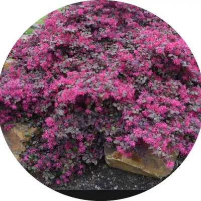 LOROPETALUM CHIN. BLACK PEARL