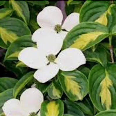 Cornus Kousa Gold Star vaso 15