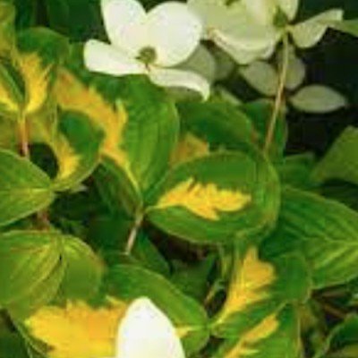 Cornus Kousa Gold Star vaso 15