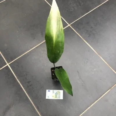 Aspidistra Asahi